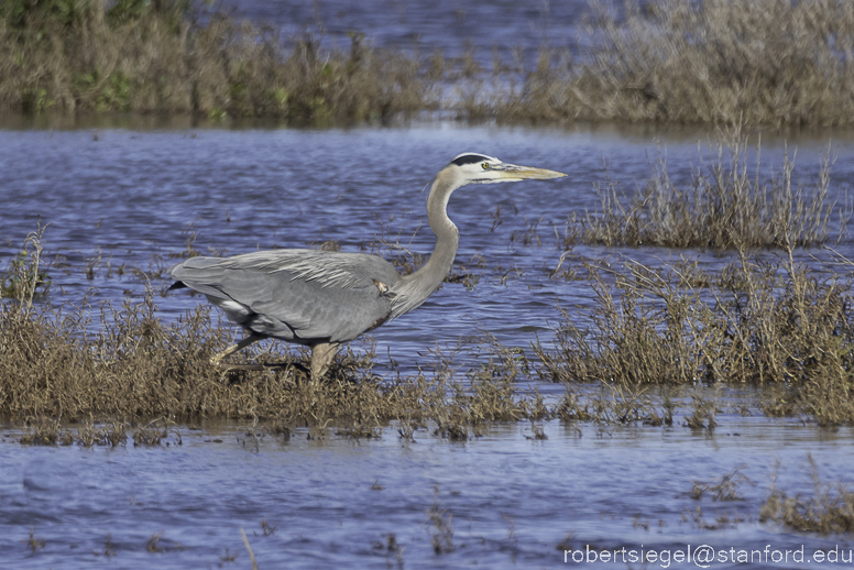 palo alto baylands 2023